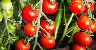 Doch ganz so einfach ist es leider nicht. Tomaten Pflanzen Auf Dem Balkon Auswahl Pflege Und Passende Pflanzkubel Vivanno