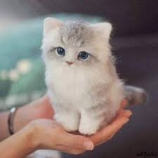 bafbouf fashion blog fashion beauty and accessories felt cat cute baby animals cute cats and kittens