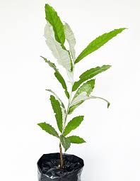 Image result for Brachylaena huillensis