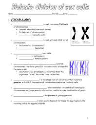 Meiosis is more complex and involves two nuclear divisions. Meiosis Notes Packet