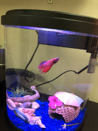 Top Fin 3 5 Gallon Enchant Aquarium My Aquarium Club