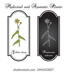 Image result for Pentanema indicum