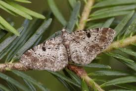 Image result for Eupithecia actaeata