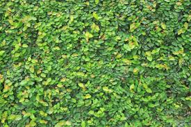 Check spelling or type a new query. Wall Covered With Green Climbing Plants Stock Photo Picture And Royalty Free Image Image 21057195