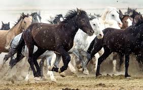 Forest service have the responsibility to manage and protect herds. Feds Utah Horse Sterilizations Draw Two Lawsuits Alleging Inhumane Treatment