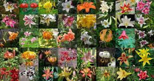 Several other common names include the term, bamboo, such as mexican bamboo. while its autumn flower does, indeed, look fleecy, fleece flower is just too dainty a name for so tenacious a weed! 100 Lily Flowers Varieties Names And Pictures Florgeous
