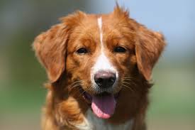 The dog is meant to resemble a fox so when it is splashing at the edge of the water. Uber Uns Nova Scotia Duck Tolling Retriever Vom Lech Toller Nest
