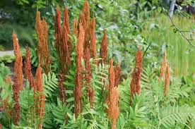 Image result for Osmunda regalis