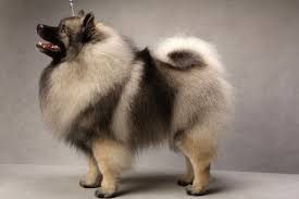 Keeshond Westminster Dog Show Keeshond Dog Keeshond Puppy