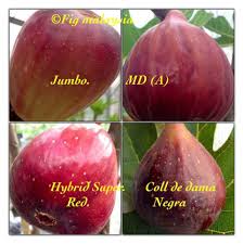 By unknown wednesday, december 11, 2019 add comment edit. 14 Buah Tin Ideas Fig Tin Fruit