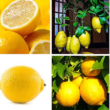 Less fruit is wasted because it's easier to harvest, and unlike larger trees that need lots of space to grow, dwarf trees take up little room, and can even grow in containers. 30pcs Lemon Seeds Organic Dwarf Meyer Lemon Seeds Tree Indoor Outdoor Heirloom Fruit Seeds Ornamental Plants Home Garden Office Decoration Non Gmo Seeds Open Pollination Seed Planting Buy Online In Antigua And Barbuda