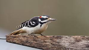 Bird backyard shop is an unclaimed page. Get To Know These 15 Common Birds Audubon