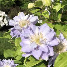 Check spelling or type a new query. Clematis Diamond Ball Buy Clematis Perennials Online