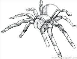 In selecting spider coloring pages for your youngsters, you have to know a few things so your children will be fun in coloring, learning and playing as they need and as what you need where they will realize numerous things. Spider Coloring Pages Raw A Tarantula Spider Step Coloring Page Iron Spider Colouring Pages Spider Art Spider Drawing Bugs Drawing