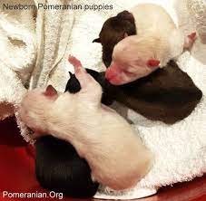 Newborn Pomeranian Puppies Pomeranian Puppy Puppy Stages Puppy Development