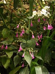 Image result for Strobilanthes hamiltoniana