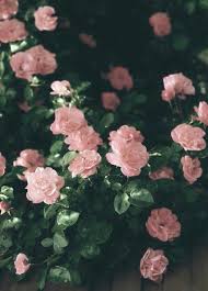 Pin On Floral Kiss