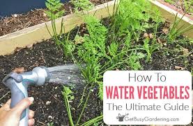 Watering perennial and vegetable gardens , along with shrubs and trees, with drip irrigation has numerous benefits, according to the university of rhode island. How To Water A Vegetable Garden The Right Way Get Busy Gardening