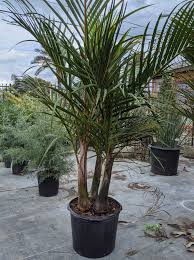 Image result for Hyophorbe verschaffeltii