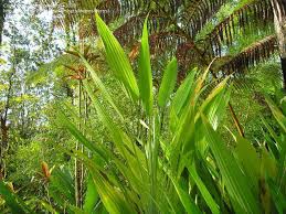 Image result for Dracaena aubryana