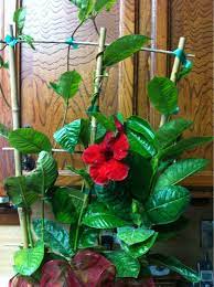 Mandevilla Vine Mandevilla Species This Is A Tropical Vine That Can Be Used As An Annual Where Winters Are Cold Or As A Mandevilla Vine House Plants Plants