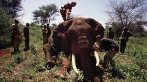 Iain Douglas-Hamilton, the scientist ...