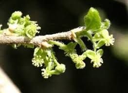 Image result for Erythrococca kirkii
