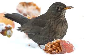 Schwarz Auf Weiss Die Amsel Stunde Der Wintervogel Nabu Heimische Vogel Amsel Vogel Im Garten