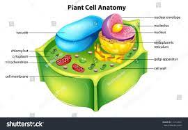 Maybe you would like to learn more about one of these? Illustration Showing The Plant Cell Anatomy Royalty Free Stock Vector 141162655 Avopix Com