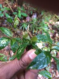 Image result for Mostuea