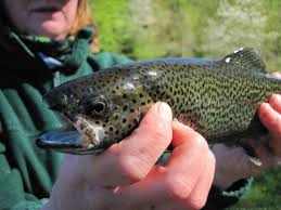 6 étangs de pêche : Peche A La Truite En Plan D Eau Techniques Pour Surdensitaires