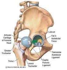 Muscles Anatomy Physiology Health Fitness Training Muscle Bone Hip Hip Anatomy Yoga Anatomy Anatomy