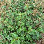 Image result for Croton dichogamus