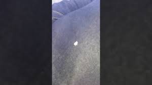 حشرة غريبة جدا بيضاء اللون very strange white insect youtube