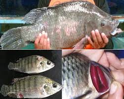 Ikan nila merupakan jenis ikan konsumsi air tawar dengan bentuk tubuh memanjang dan pipih kesamping dan warna putih kehitaman. 10 Jenis Hama Dan Penyakit Ikan Nila Dan 12 Tips Cara Pengendaliannya Berita Pertanian Mitalom