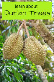 This reduces the chance that a few warm, sunny days in midwinter will stimulate new growth that the next freeze will kill. Durian Tree Fruit Information Gardening Know How S Blog