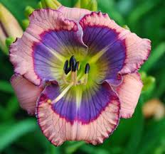 Since my introduction of millennium falcon in 2011, i have bloomed some new paradigm (pat stamile). Plantfiles Pictures Daylily Blue Beat Hemerocallis 1 By Calif Sue Day Lilies Flowers Perennials Garden Flowers Perennials