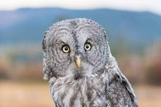 Raptor Adaptations: Masters of Survival