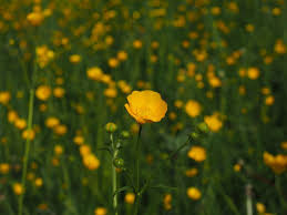 Fiori gialli fiore consegna, fiori per giardini, emirati arabi uniti offre consegna lo stesso giorno pianta spontanea diffusissima ma assai poco coltivata nei giardini. Ranuncoli Ambiente E Biodiversita