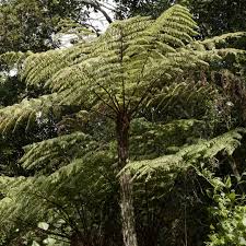 Image result for Cyathea manniana