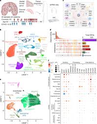 This website is a resource to help advance the understanding of the virus, inform the public, and brief policymakers in order to guide a response, improve care, and save lives. Dysregulation Of Brain And Choroid Plexus Cell Types In Severe Covid 19 Nature