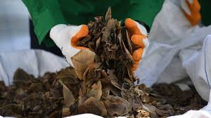 Manidae manis javanica classification règne animalia embranchement chordata sous. Hope For Pangolins As Protection Boosted In China Bbc News