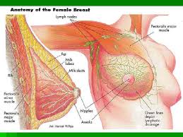 Wrap the ends of the band around your hands until you start to feel the resistance in the band. The Breast Dr Jamil Sawaked Anatomy Breast