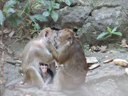 .then throw and twist them in the air for a silly remix. Monkey Pet Price In Philippines Petscare