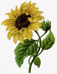 My first significant girlfriend was a sweet full peach rose, the kind that's yellow on the bottom and turns warm #i really enjoy drawing fanart for the moth au so i might make more in the future #also shoutout to. Clip Art Drawing Sunflower Free Content Png 1117x1446px 2018 Drawing Annual Plant Art Cut Flowers Download