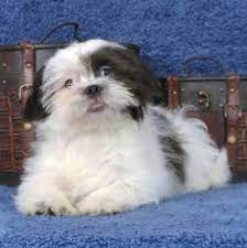 Maybe you would like to learn more about one of these? Male Mal Shi Maltese Shih Tzu Mix For Sale In Branson Missouri Classified Americanlisted Com