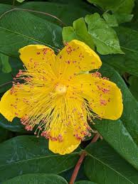 Image result for Melasma calycinum