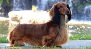 Give docson a json schema and it will generate a beautiful documentation. Dachshund Dog Breed Profile Petfinder