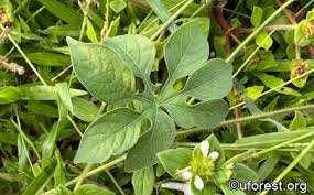 Image result for Ipomoea pes-tigridis