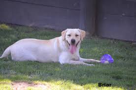 Welcome to ruff's labradorswe breed yellow, white, black and chocolate english labrador retrievers in california. Nor Cal Labs Next Litter Will Be Coming Soon